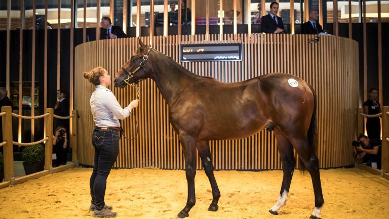 Lope De Vega half-brother to Dark Vision purchased by Coolmore