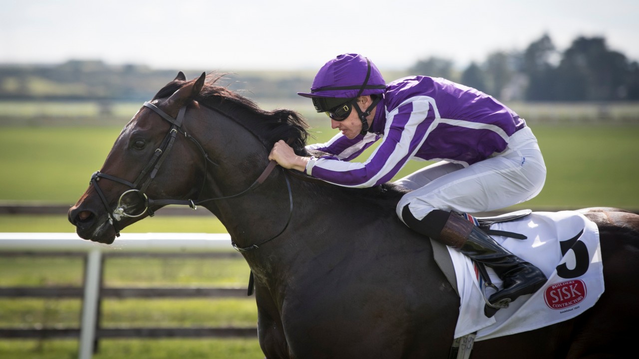 Image result for ten sovereigns horse