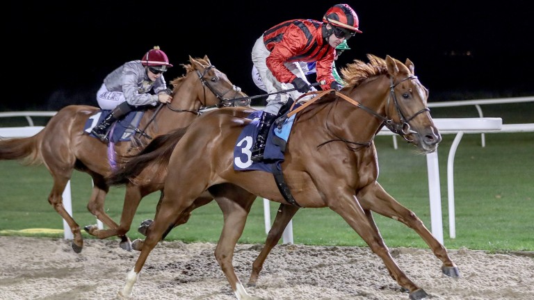 Group 3 winner Indian Blessing's first foal goes through the ring at Tattersalls on Thursday