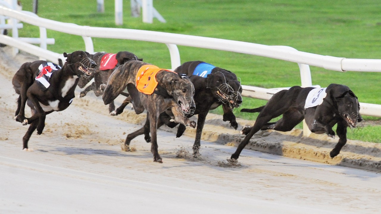 Greyhound board cancels Tuesday racing following PM's