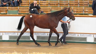Lot 1,165: the No Nay Never colt bought by Alex Elliott for 450,000gns