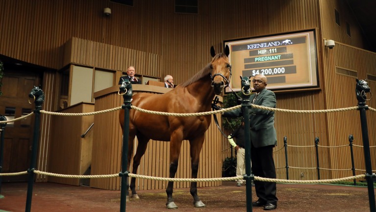 Lady Eli: the daughter of Divine Park sold in foal to War Front for $4.2 million