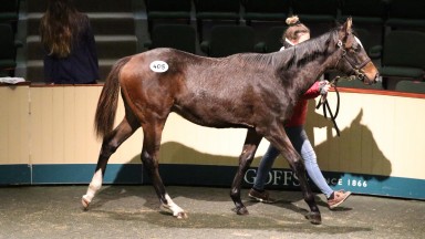 The session-topping Showcasing colt makes his way around the Goffs ring