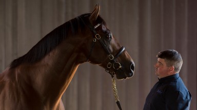 Exceed and Excel at Dalham Hall StudNewmarket 10.7.15 Pic: Edward Whitaker