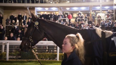 Feel My Pulse brings £330,000 at the Cheltenham Festival Sale