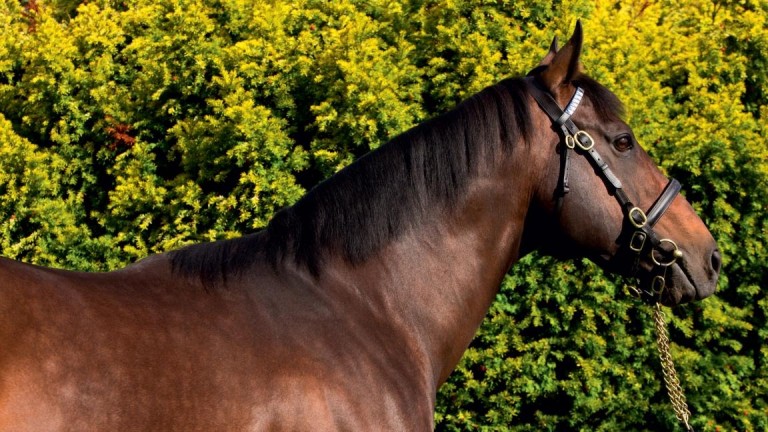 Shamardal: a young broodmare sire of note, as proved by Latrobe and Pretty Pollyanna