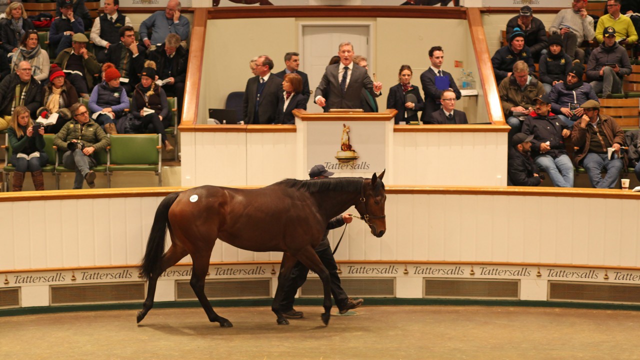 five of the most stunning horse trades from the 2018 sales circuit