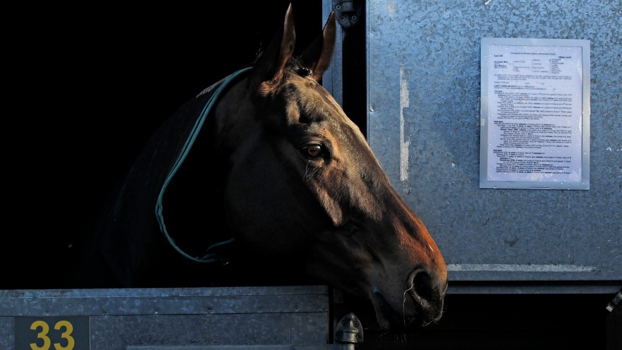 Pricey Point To Point Purchase Dlauro Dazzles On Debut For Joseph