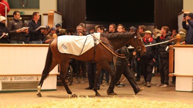 Aljazzi: the Tattersalls sales-topper is due to visit Galileo
