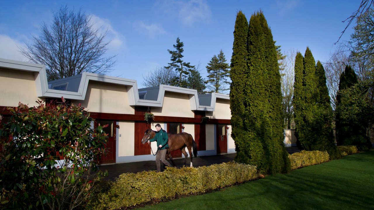 irish national stud introduces free eagle free return scheme for freereturn