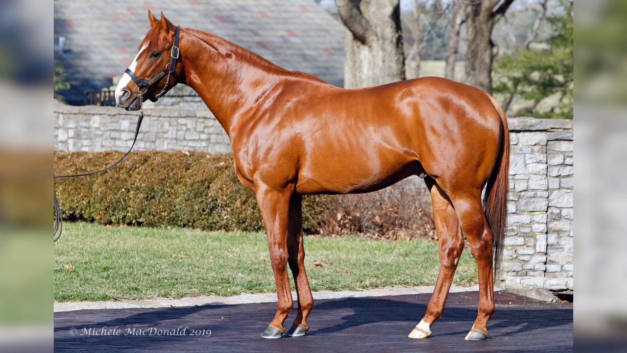 Justify and Good Magic letting down into fine specimens at stud