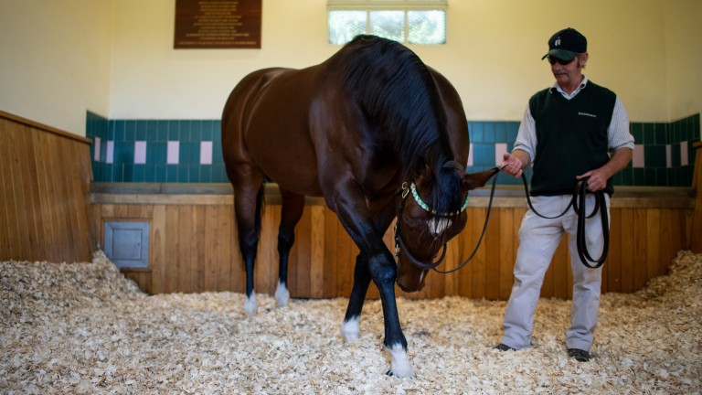 Frankel, in a quiet moment with Rob Bowley, at Banstead Manor Stud in 2019