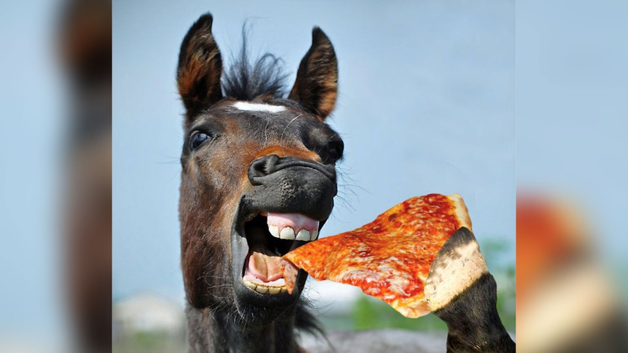Horse born. Что едят лошади. Конь ест. Лошадь жрет. Лошадь кушает.