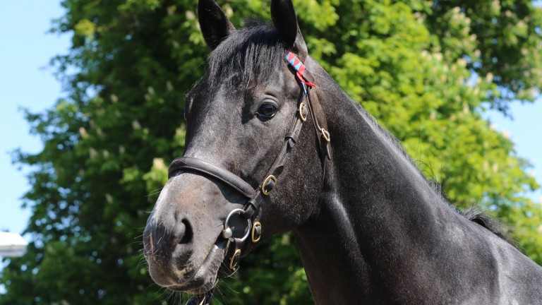 Gutaifan: career is overseen by Yeomanstown Stud, who built his sire Dark Angel into a colossus