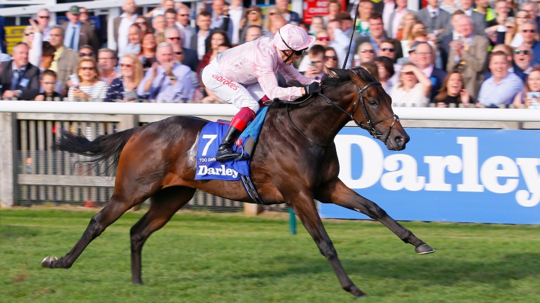 Too Darn Hot makes a belated return to action in the Dante Stakes