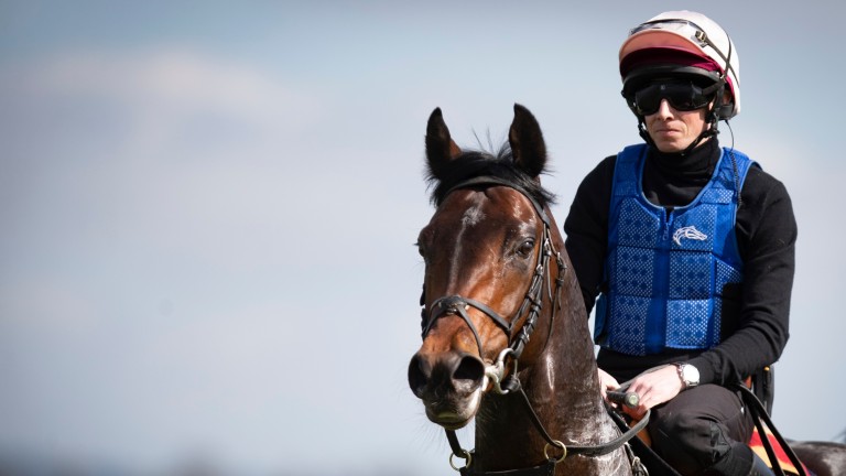 Ten Sovereigns: Aidan O'Brien has the the option to run him in the Leopardstown Guineas Trial