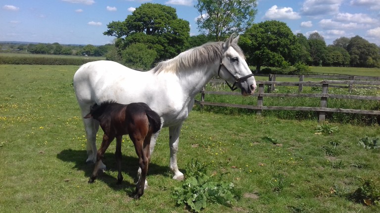 Cara and her foal are well bonded