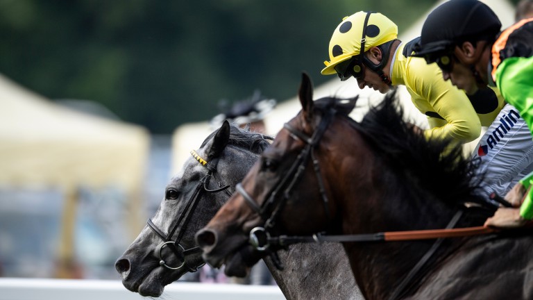Nagano Gold: second to Defoe in the Hardwicke Stakes