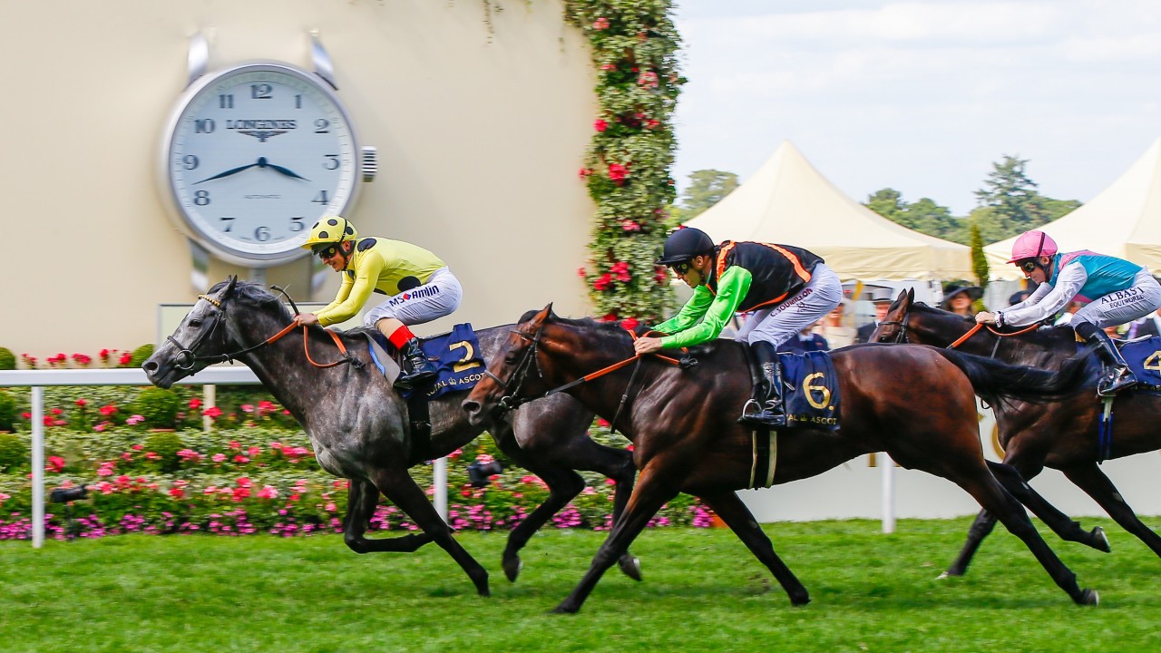 Image result for nagano gold horse