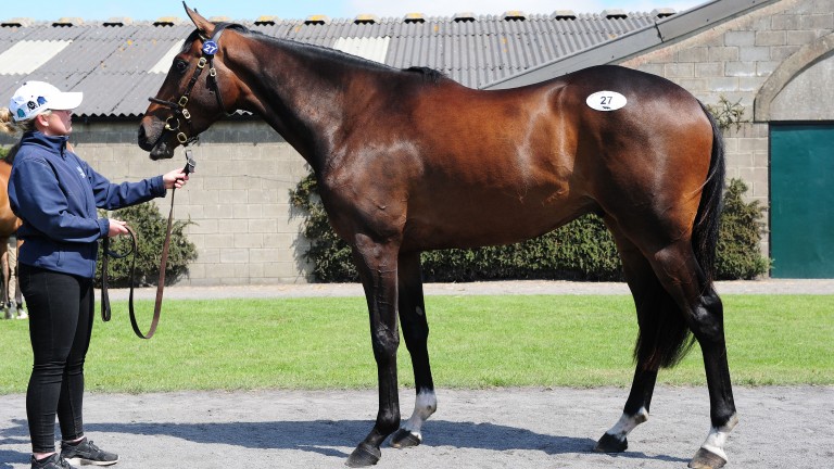 Lot 27: the full-brother to Douvan strikes a pose on the Tattersalls Ireland sales ground