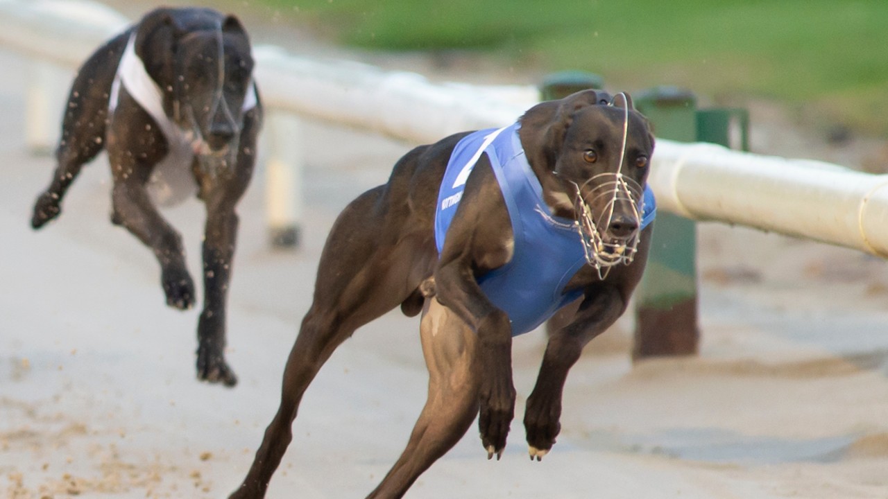 racing post greyhound cards for tomorrow