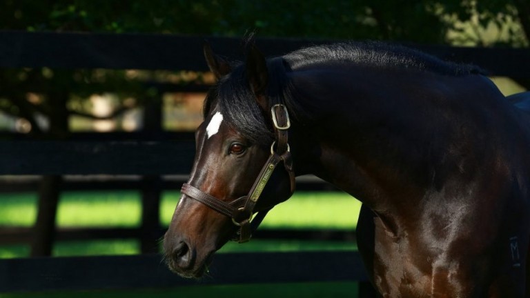 So You Think: 'We still see him as tremendous value for breeders'