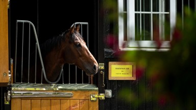 Cracksman takes a keen interest as guests arrive
