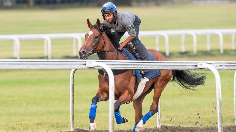 Enable and her lad Imran Shahwani canter on Warren Hill this morning.