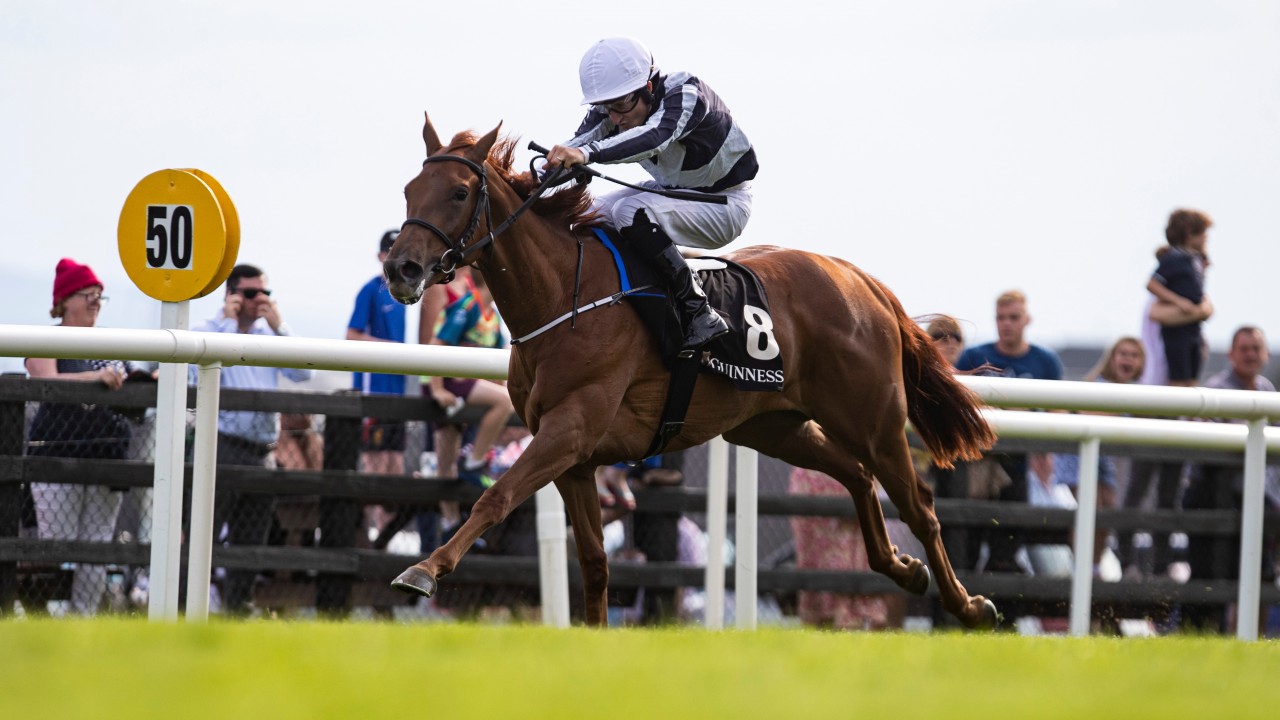 Harrington relies on Alpine Star and Windracer in bid for second