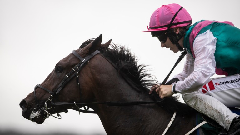 5 from 5: Siskin puts his unbeaten record on the line in a stellar Sussex Stakes on Wednesday