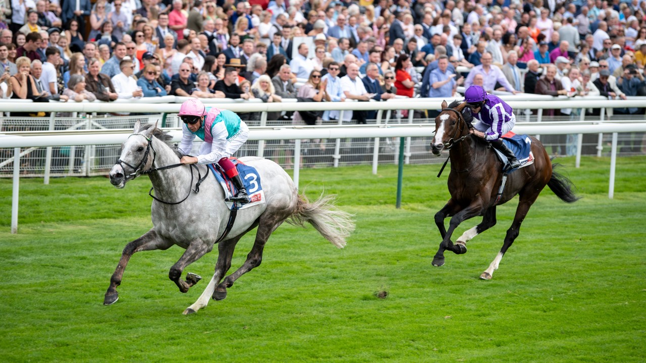 hot-favourite-logician-given-green-light-for-st-leger-horse-racing