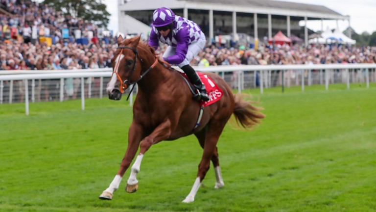 Mums Tipple in splendid isolation at York