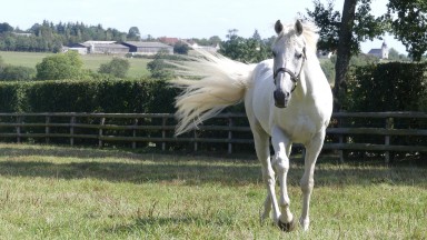 2003 Prix de l'Arc de Triomphe hero Dalakhani now enjoys his retirement at the Aga Khan's Haras d'Ouilly