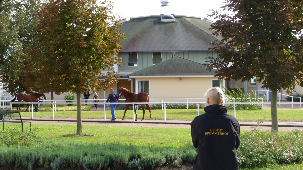 Best Of German Breeding To Go Under The Hammer In Baden - 