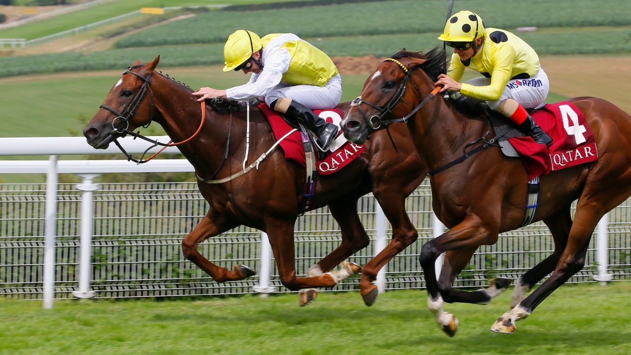 Race horse betting systems Race horse betting systems bettinger homes for rent