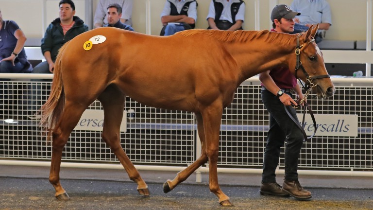The sale-topping Showcasing filly who will race in the pale blue silks of Middleham Park Racing