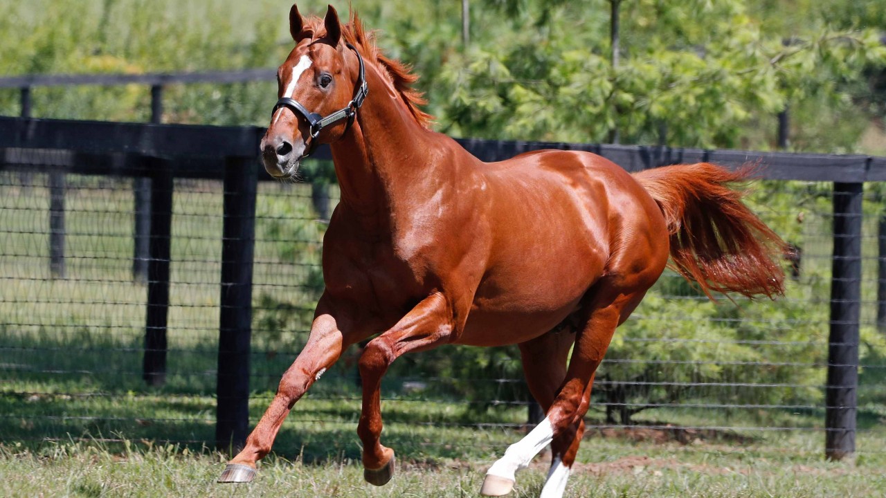 three to choose from CURLIN photos Champion Sire and racehorse 