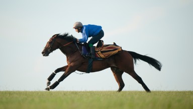 Frankel: a racing plate is selling at auction