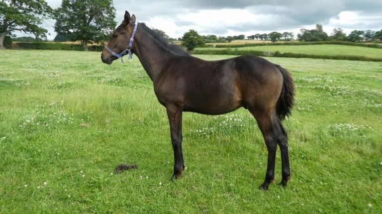 Midnight Silver's Telescope foal will be sold later in the year