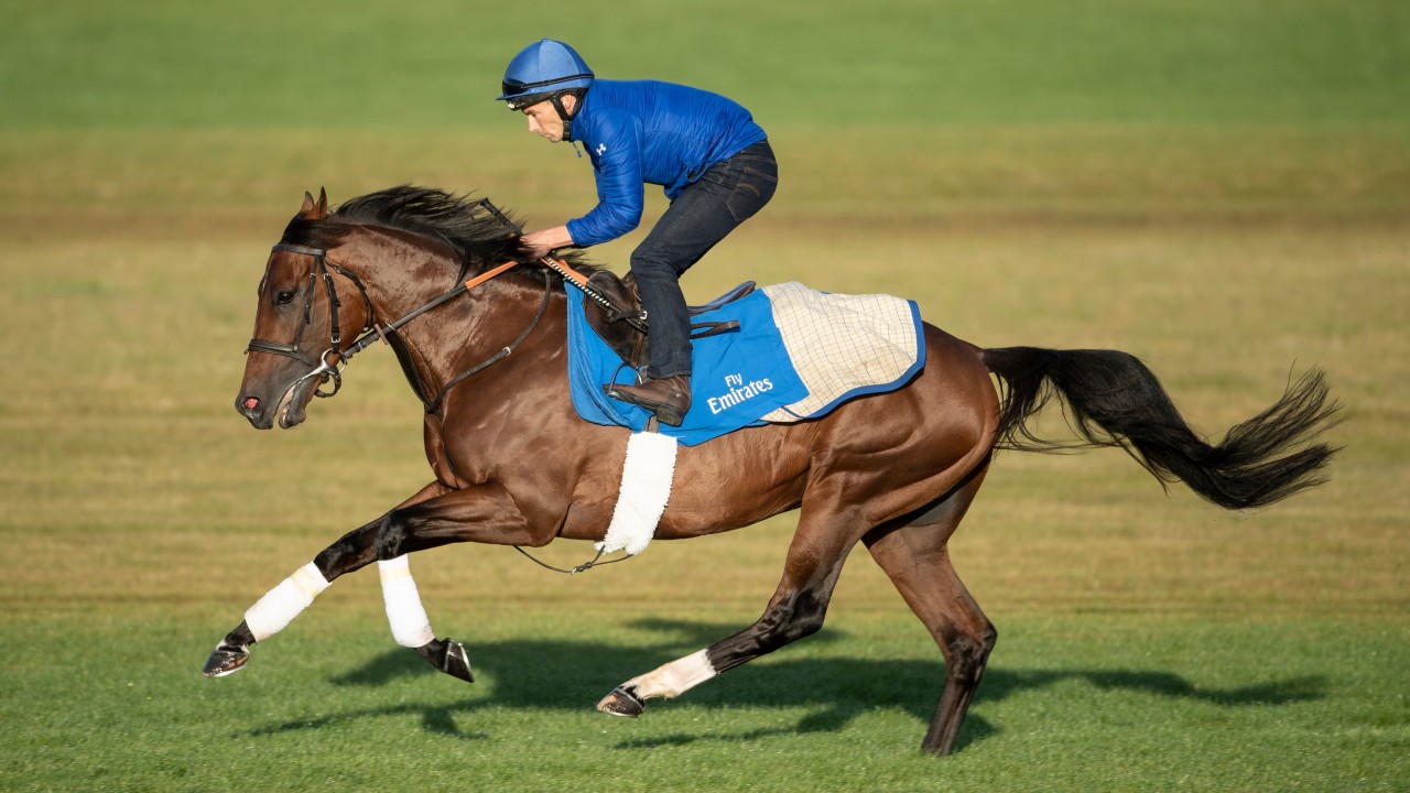 greyhounds for sale racing post