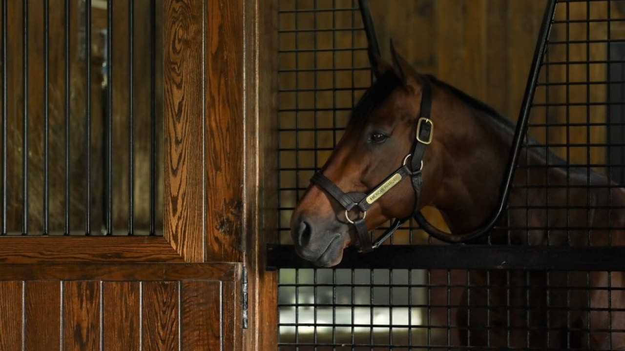 Coolmore unveil American Pharoah's fee at Ashford Stud next year
