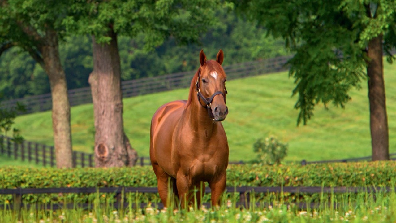 Japanese stud fees set for Animal Kingdom and Declaration Of War