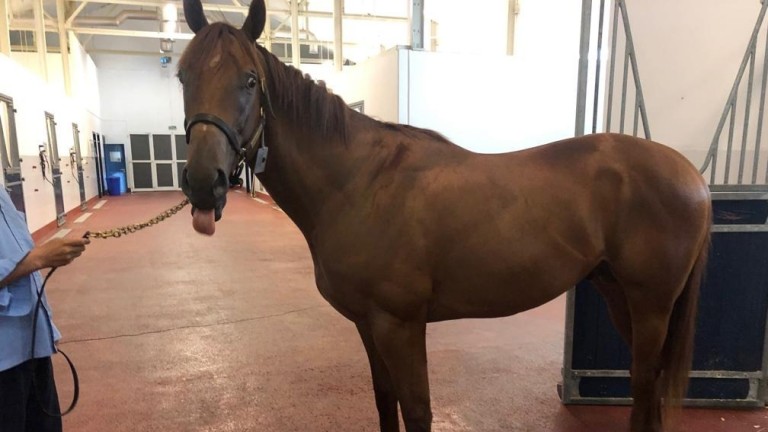 meet-the-equine-cristiano-ronaldo-crseven-in-training-in-dubai-for