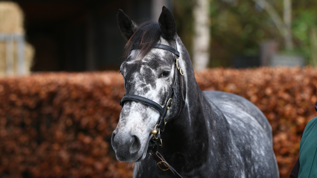 Regally Bred Snowflakes Tops Strong Goffs Trade At 525000