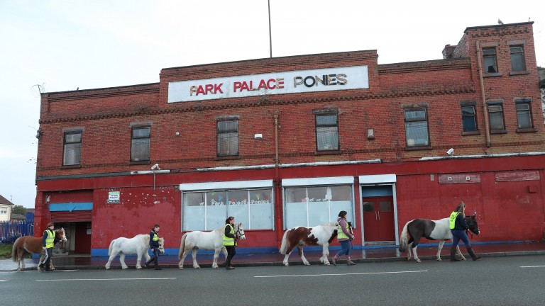 Ponies outside the red-brick building of Park Palace