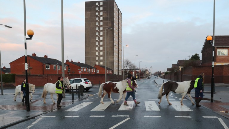 Stopping traffic on their way to the paddock in the Dingle