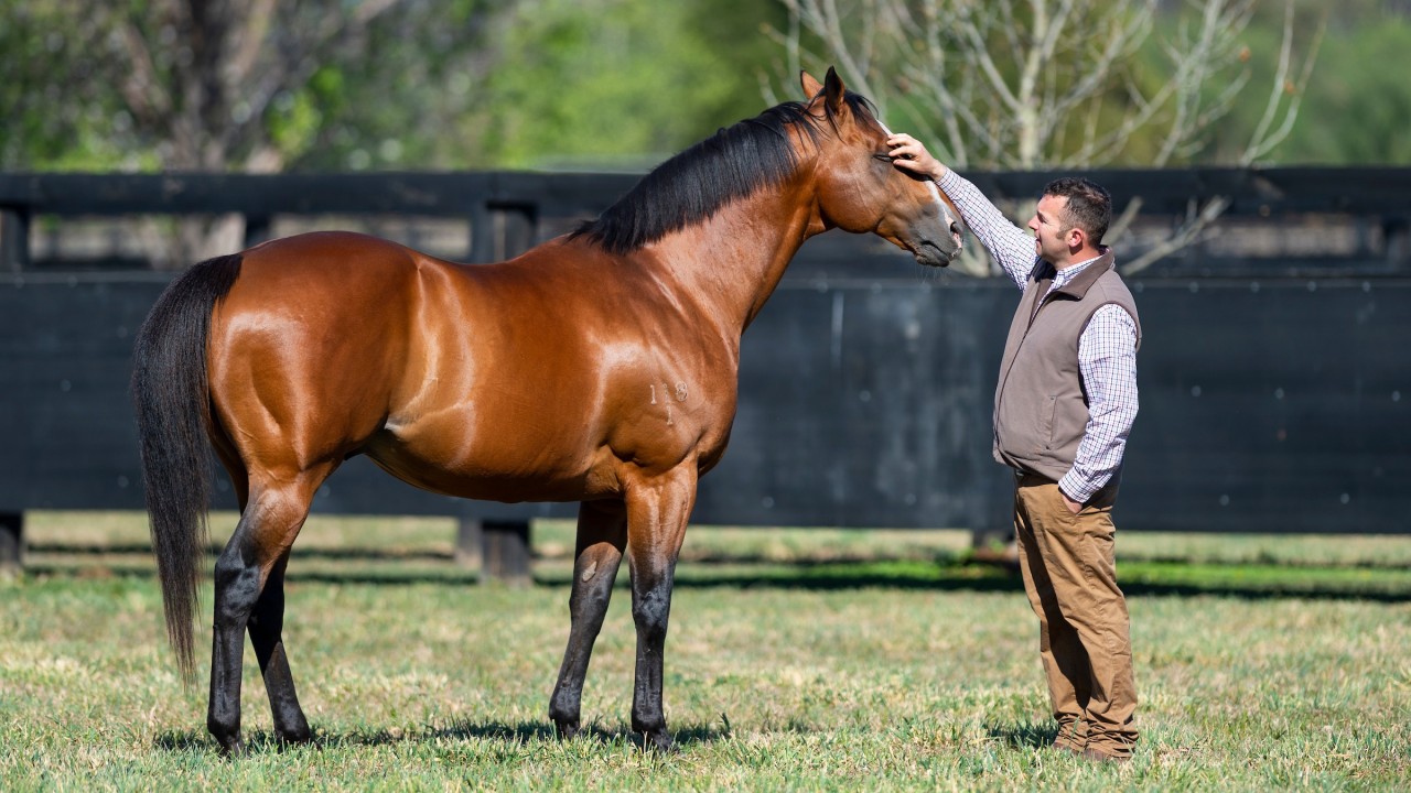 Top Australian sire Not A Single Doubt retired after pulmonary disease diagnosis Bloodstock Top Australian sire Not A Single Doubt retired after pulmonary disease diagnosis Bloodstock