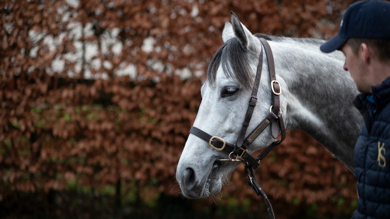 Judge dismisses claims seeking to repossess Yeomanstown Stud stallion