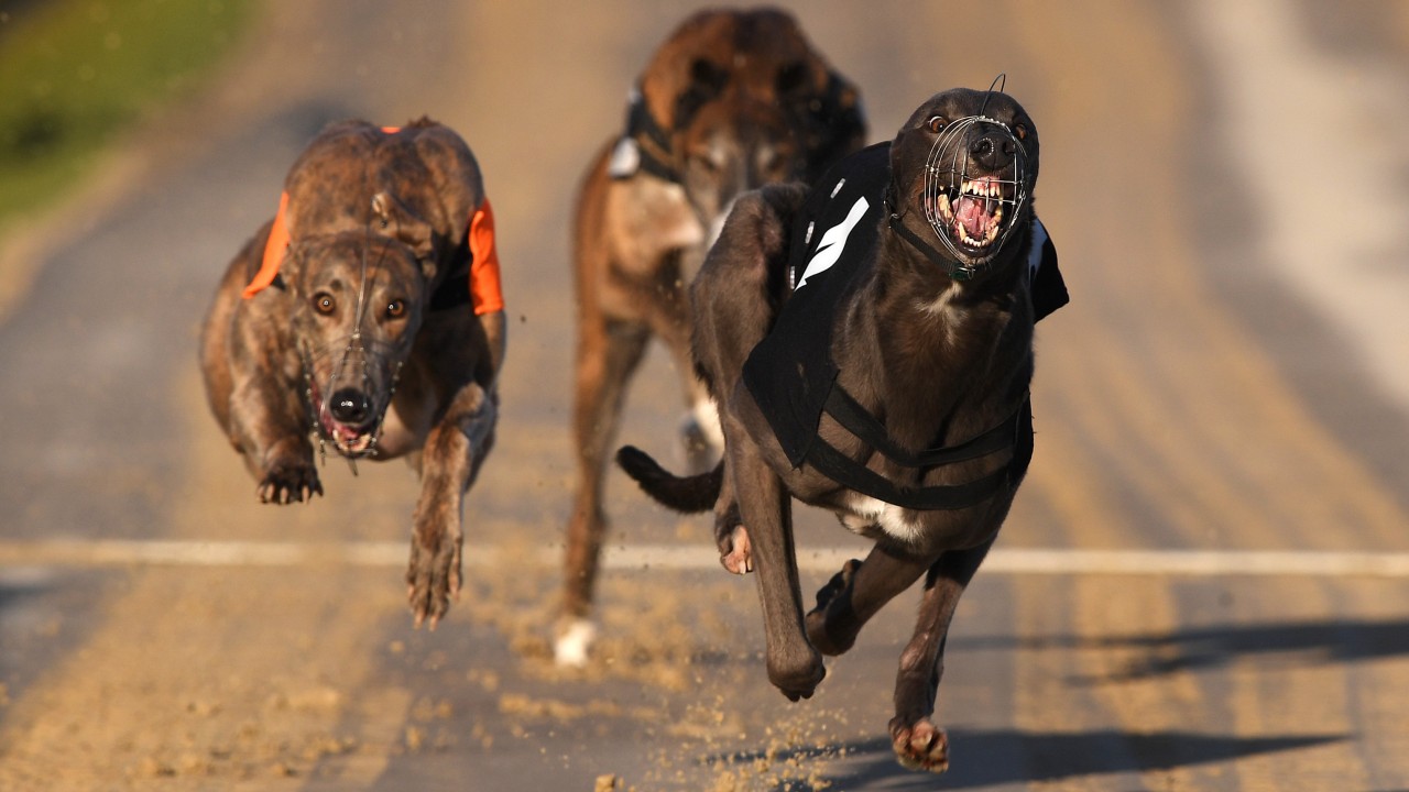 racing post greyhound result