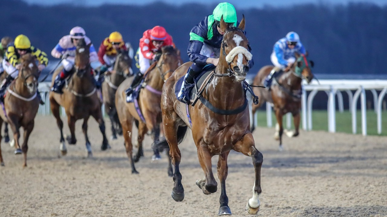 racing post greyhound cards for tomorrow